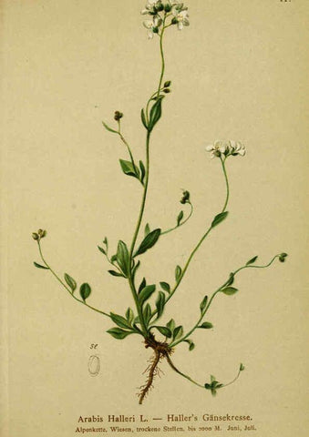 Reproducción/Reproduction 6311498039: Atlas der Alpenflora. v.1. Wien :Eigenthum und Verlag des Deutschen und Oesterr. Alpenvereins,1882