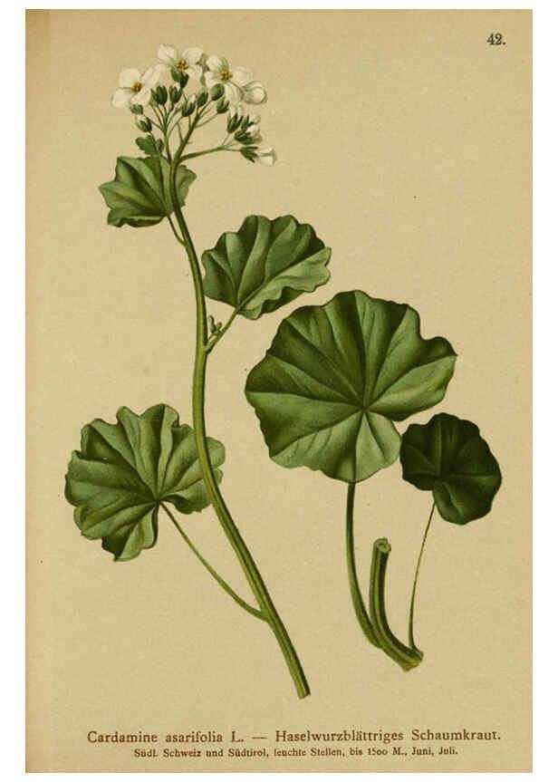 Reproducción/Reproduction 6312018222: Atlas der Alpenflora. v.1. Wien :Eigenthum und Verlag des Deutschen und Oesterr. Alpenvereins,1882