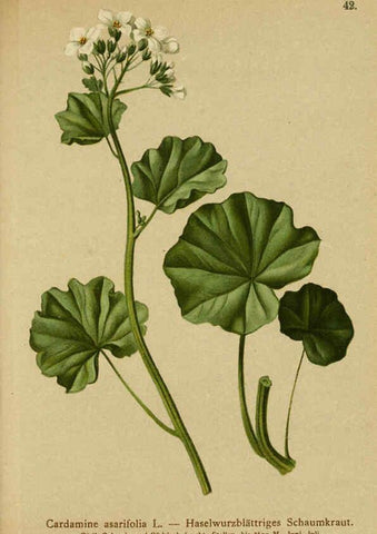 Reproducción/Reproduction 6312018222: Atlas der Alpenflora. v.1. Wien :Eigenthum und Verlag des Deutschen und Oesterr. Alpenvereins,1882