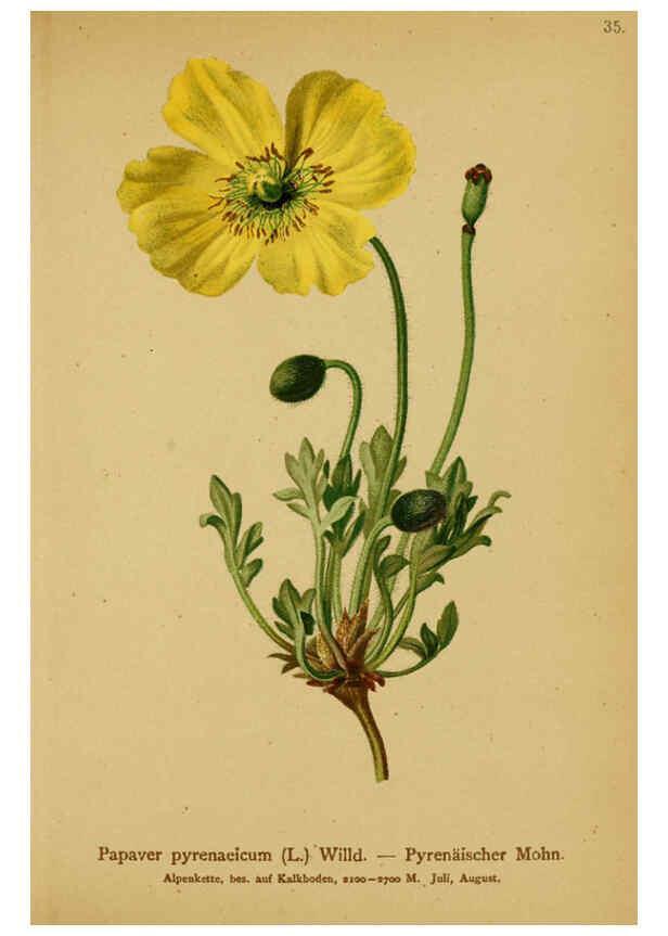 Reproducción/Reproduction 6311497313: Atlas der Alpenflora. v.1. Wien :Eigenthum und Verlag des Deutschen und Oesterr. Alpenvereins,1882