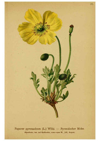 Reproducción/Reproduction 6311497313: Atlas der Alpenflora. v.1. Wien :Eigenthum und Verlag des Deutschen und Oesterr. Alpenvereins,1882