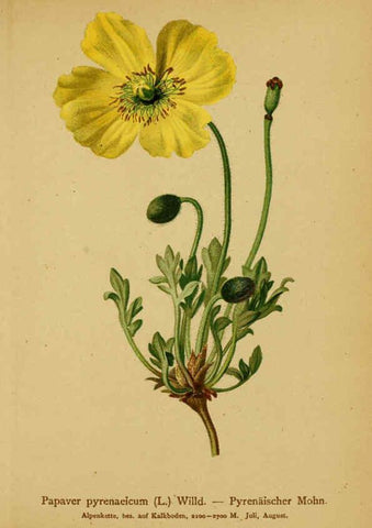Reproducción/Reproduction 6311497313: Atlas der Alpenflora. v.1. Wien :Eigenthum und Verlag des Deutschen und Oesterr. Alpenvereins,1882