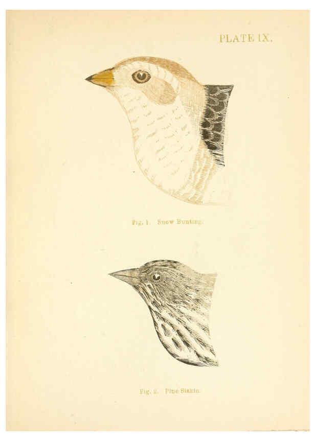 Reproducción/Reproduction 6353319169: Handbook of the sparrows, finches, etc., of New England Newtonville [Mass.]C. J. Maynard,1896