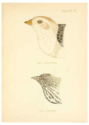 Reproducción/Reproduction 6353319169: Handbook of the sparrows, finches, etc., of New England Newtonville [Mass.]C. J. Maynard,1896