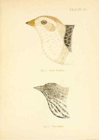Reproducción/Reproduction 6353319169: Handbook of the sparrows, finches, etc., of New England Newtonville [Mass.]C. J. Maynard,1896