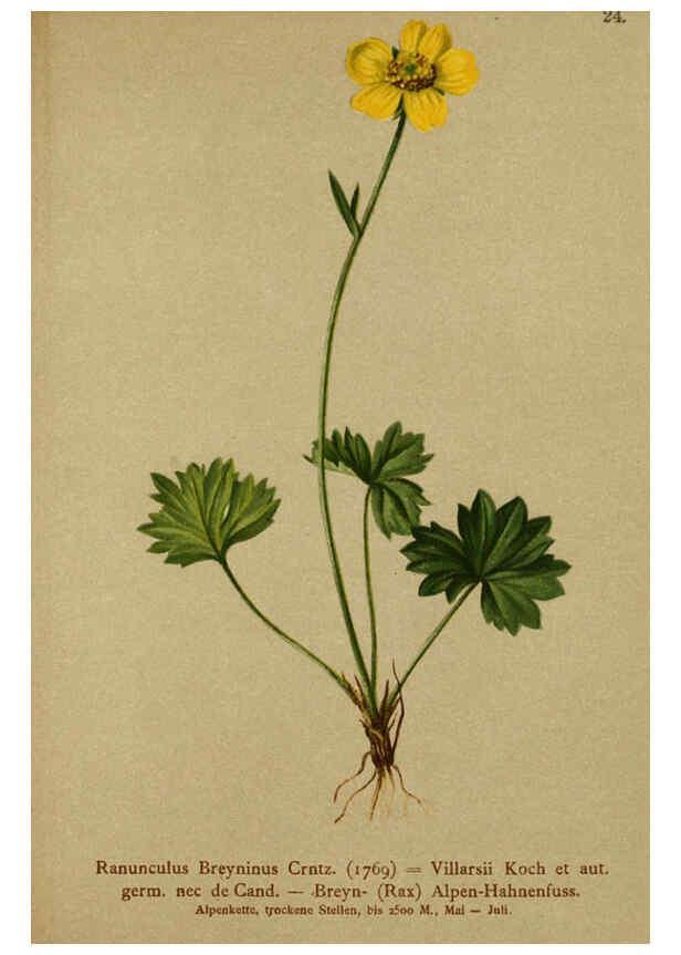 Reproducción/Reproduction 6312016132: Atlas der Alpenflora. v.1. Wien :Eigenthum und Verlag des Deutschen und Oesterr. Alpenvereins,1882