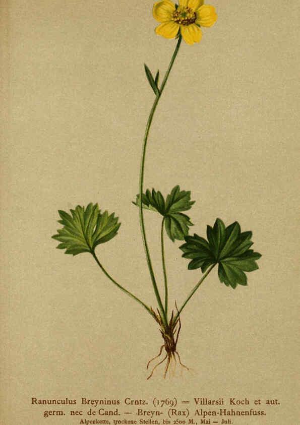Reproducción/Reproduction 6312016132: Atlas der Alpenflora. v.1. Wien :Eigenthum und Verlag des Deutschen und Oesterr. Alpenvereins,1882