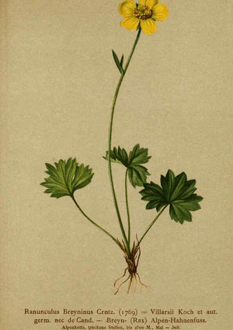 Reproducción/Reproduction 6312016132: Atlas der Alpenflora. v.1. Wien :Eigenthum und Verlag des Deutschen und Oesterr. Alpenvereins,1882