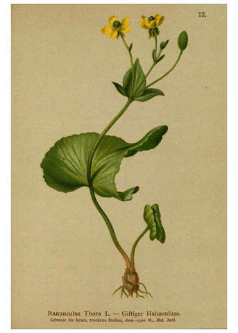 Reproducción/Reproduction 6311495817: Atlas der Alpenflora. v.1. Wien :Eigenthum und Verlag des Deutschen und Oesterr. Alpenvereins,1882