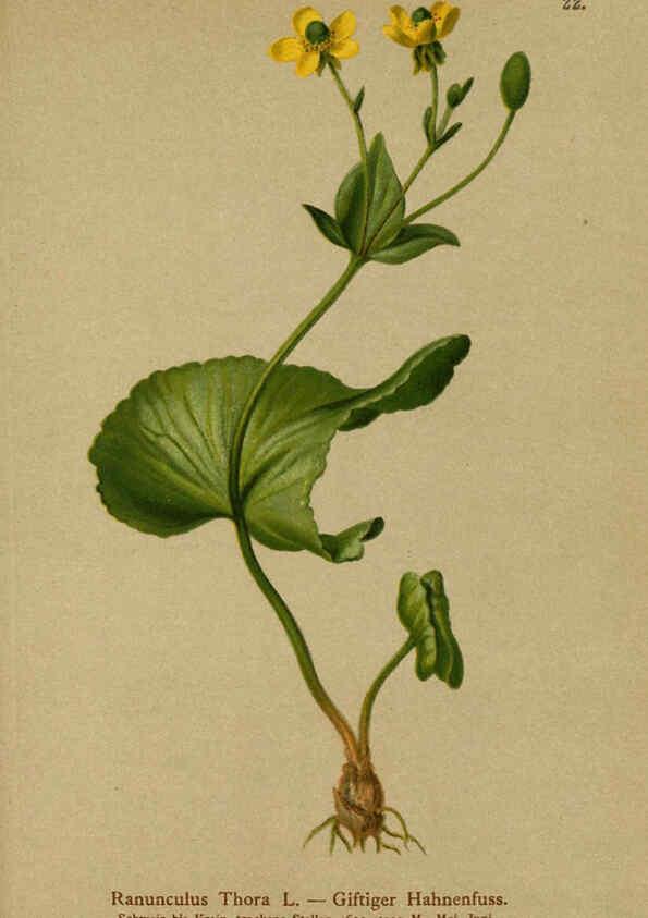 Reproducción/Reproduction 6311495817: Atlas der Alpenflora. v.1. Wien :Eigenthum und Verlag des Deutschen und Oesterr. Alpenvereins,1882