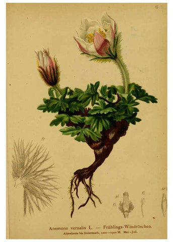 Reproducción/Reproduction 6311493689: Atlas der Alpenflora. v.1. Wien :Eigenthum und Verlag des Deutschen und Oesterr. Alpenvereins,1882