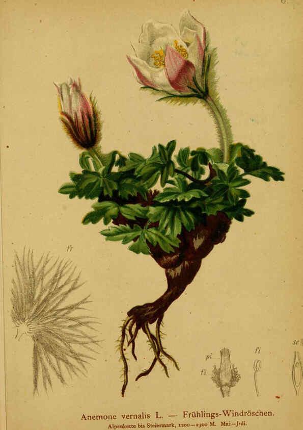 Reproducción/Reproduction 6311493689: Atlas der Alpenflora. v.1. Wien :Eigenthum und Verlag des Deutschen und Oesterr. Alpenvereins,1882