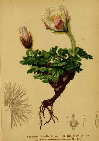 Reproducción/Reproduction 6311493689: Atlas der Alpenflora. v.1. Wien :Eigenthum und Verlag des Deutschen und Oesterr. Alpenvereins,1882