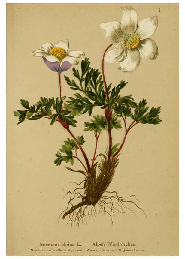 Reproducción/Reproduction 6311493817: Atlas der Alpenflora. v.1. Wien :Eigenthum und Verlag des Deutschen und Oesterr. Alpenvereins,1882