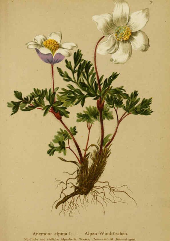 Reproducción/Reproduction 6311493817: Atlas der Alpenflora. v.1. Wien :Eigenthum und Verlag des Deutschen und Oesterr. Alpenvereins,1882