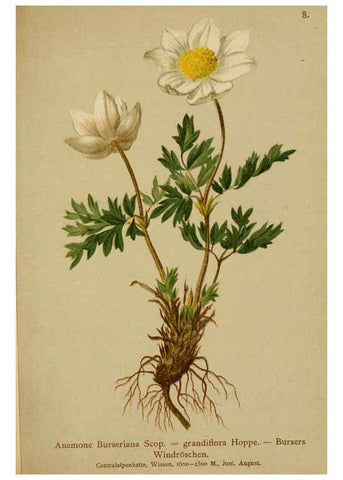 Reproducción/Reproduction 6311493959: Atlas der Alpenflora. v.1. Wien :Eigenthum und Verlag des Deutschen und Oesterr. Alpenvereins,1882