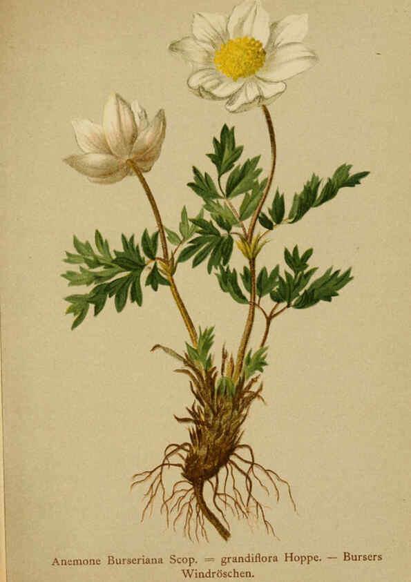 Reproducción/Reproduction 6311493959: Atlas der Alpenflora. v.1. Wien :Eigenthum und Verlag des Deutschen und Oesterr. Alpenvereins,1882