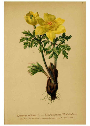 Reproducción/Reproduction 6312014210: Atlas der Alpenflora. v.1. Wien :Eigenthum und Verlag des Deutschen und Oesterr. Alpenvereins,1882