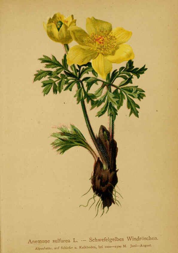Reproducción/Reproduction 6312014210: Atlas der Alpenflora. v.1. Wien :Eigenthum und Verlag des Deutschen und Oesterr. Alpenvereins,1882