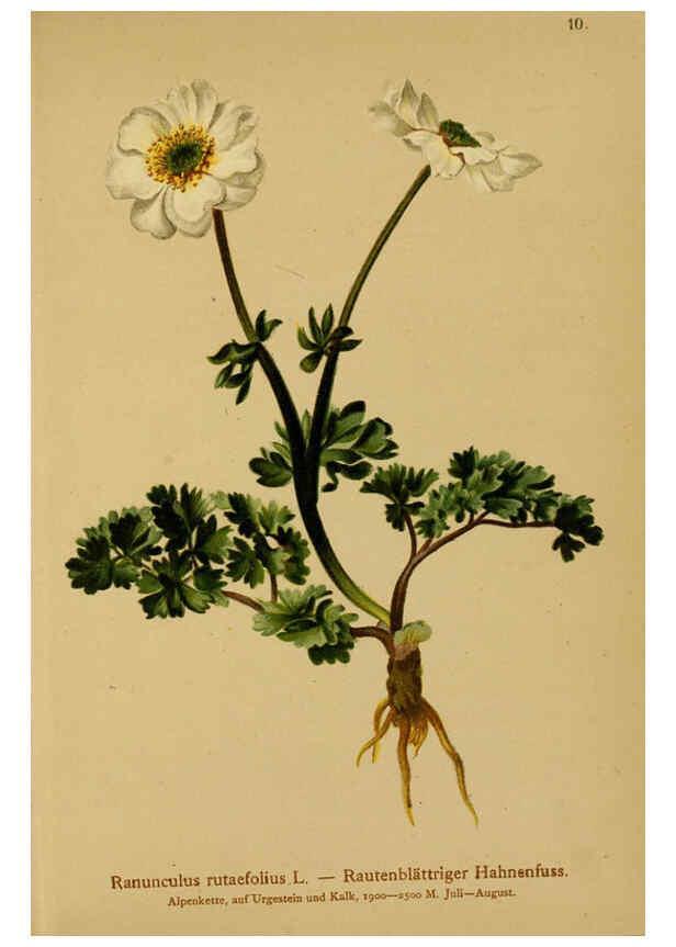 Reproducción/Reproduction 6312014342: Atlas der Alpenflora. v.1. Wien :Eigenthum und Verlag des Deutschen und Oesterr. Alpenvereins,1882