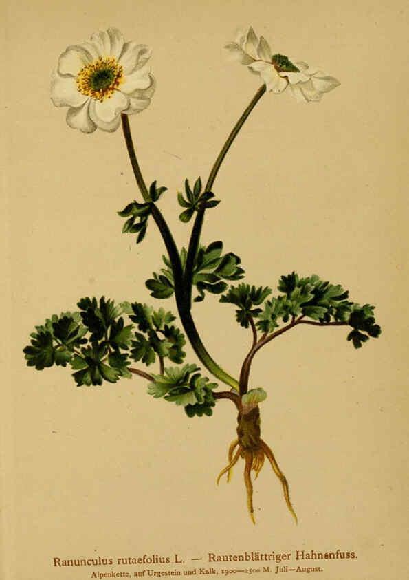 Reproducción/Reproduction 6312014342: Atlas der Alpenflora. v.1. Wien :Eigenthum und Verlag des Deutschen und Oesterr. Alpenvereins,1882