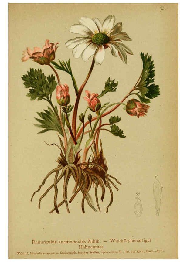 Reproducción/Reproduction 6312014484: Atlas der Alpenflora. v.1. Wien :Eigenthum und Verlag des Deutschen und Oesterr. Alpenvereins,1882