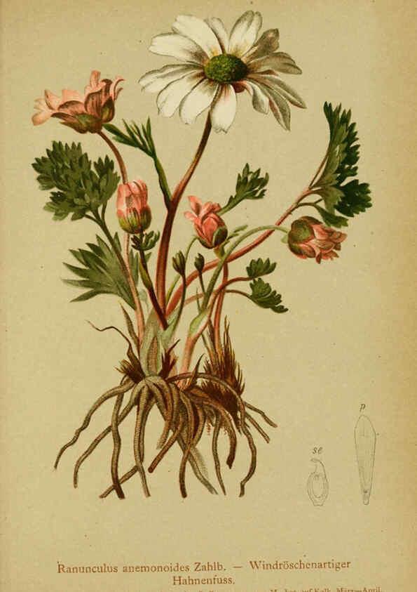 Reproducción/Reproduction 6312014484: Atlas der Alpenflora. v.1. Wien :Eigenthum und Verlag des Deutschen und Oesterr. Alpenvereins,1882