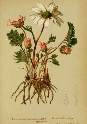 Reproducción/Reproduction 6312014484: Atlas der Alpenflora. v.1. Wien :Eigenthum und Verlag des Deutschen und Oesterr. Alpenvereins,1882