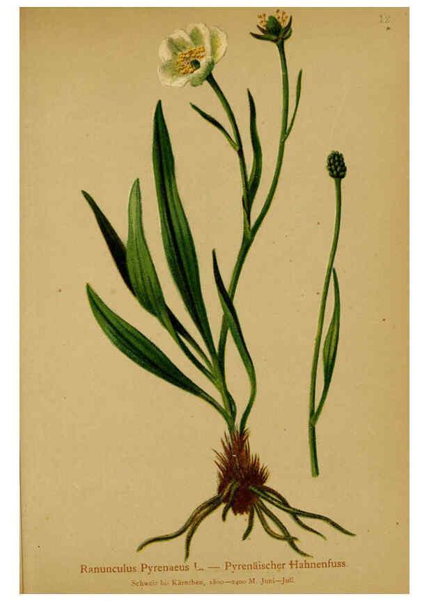 Reproducción/Reproduction 6311494419: Atlas der Alpenflora. v.1. Wien :Eigenthum und Verlag des Deutschen und Oesterr. Alpenvereins,1882