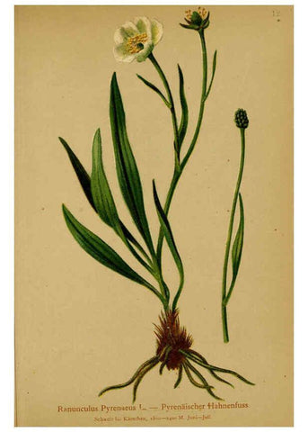 Reproducción/Reproduction 6311494419: Atlas der Alpenflora. v.1. Wien :Eigenthum und Verlag des Deutschen und Oesterr. Alpenvereins,1882