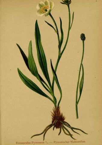 Reproducción/Reproduction 6311494419: Atlas der Alpenflora. v.1. Wien :Eigenthum und Verlag des Deutschen und Oesterr. Alpenvereins,1882