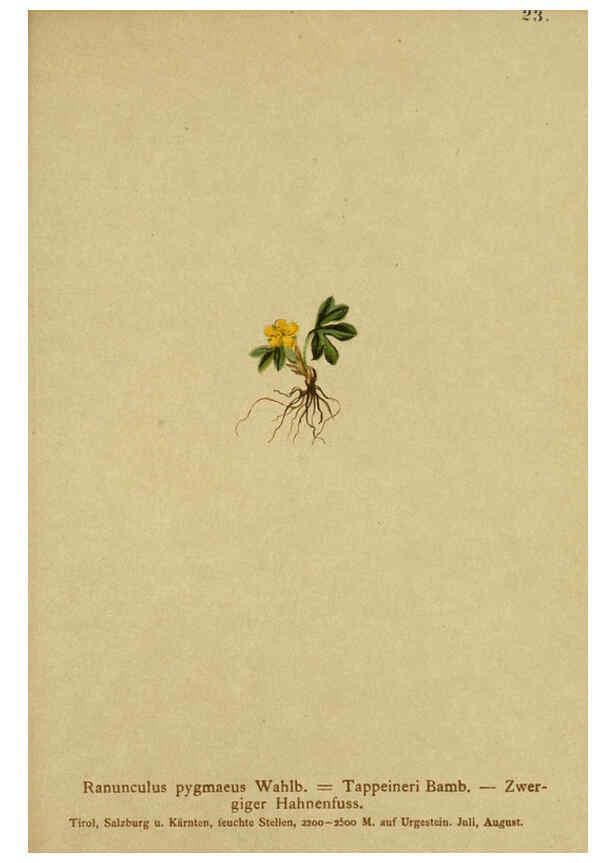 Reproducción/Reproduction 6312015996: Atlas der Alpenflora. v.1. Wien :Eigenthum und Verlag des Deutschen und Oesterr. Alpenvereins,1882
