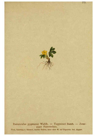 Reproducción/Reproduction 6312015996: Atlas der Alpenflora. v.1. Wien :Eigenthum und Verlag des Deutschen und Oesterr. Alpenvereins,1882