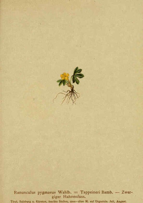 Reproducción/Reproduction 6312015996: Atlas der Alpenflora. v.1. Wien :Eigenthum und Verlag des Deutschen und Oesterr. Alpenvereins,1882