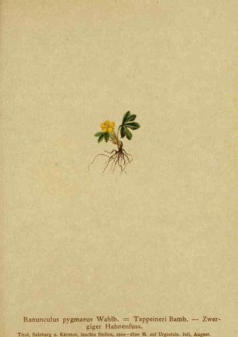 Reproducción/Reproduction 6312015996: Atlas der Alpenflora. v.1. Wien :Eigenthum und Verlag des Deutschen und Oesterr. Alpenvereins,1882