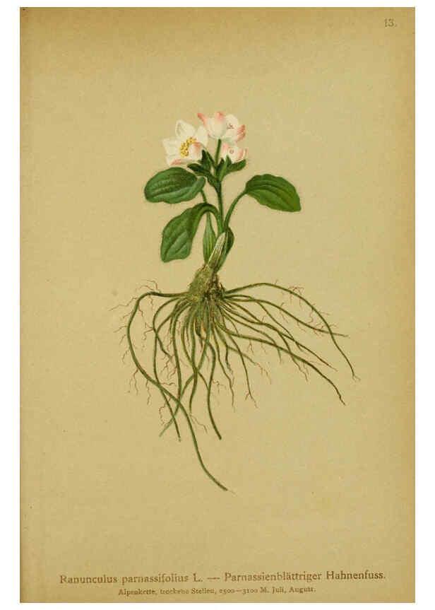 Reproducción/Reproduction 6311494549: Atlas der Alpenflora. v.1. Wien :Eigenthum und Verlag des Deutschen und Oesterr. Alpenvereins,1882