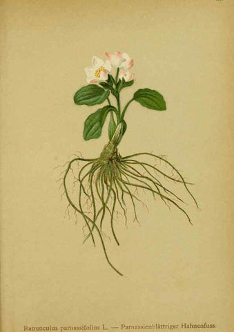 Reproducción/Reproduction 6311494549: Atlas der Alpenflora. v.1. Wien :Eigenthum und Verlag des Deutschen und Oesterr. Alpenvereins,1882