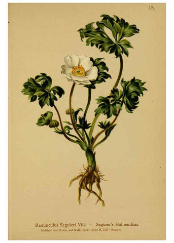 Reproducción/Reproduction 6311494829: Atlas der Alpenflora. v.1. Wien :Eigenthum und Verlag des Deutschen und Oesterr. Alpenvereins,1882