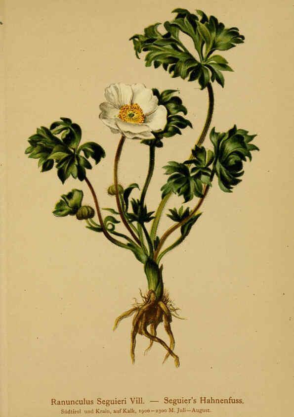 Reproducción/Reproduction 6311494829: Atlas der Alpenflora. v.1. Wien :Eigenthum und Verlag des Deutschen und Oesterr. Alpenvereins,1882