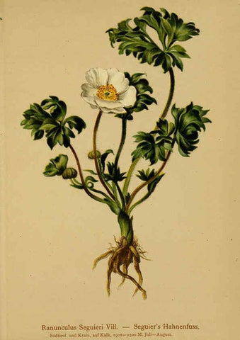 Reproducción/Reproduction 6311494829: Atlas der Alpenflora. v.1. Wien :Eigenthum und Verlag des Deutschen und Oesterr. Alpenvereins,1882