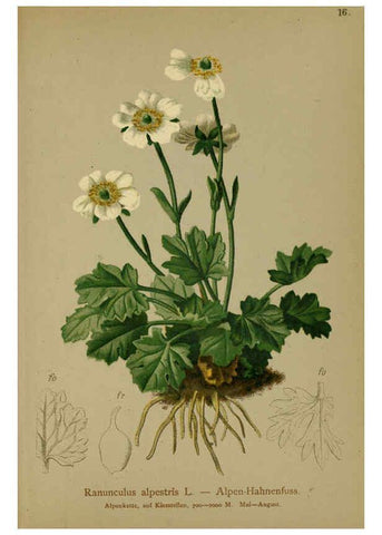 Reproducción/Reproduction 6311494963: Atlas der Alpenflora. v.1. Wien :Eigenthum und Verlag des Deutschen und Oesterr. Alpenvereins,1882