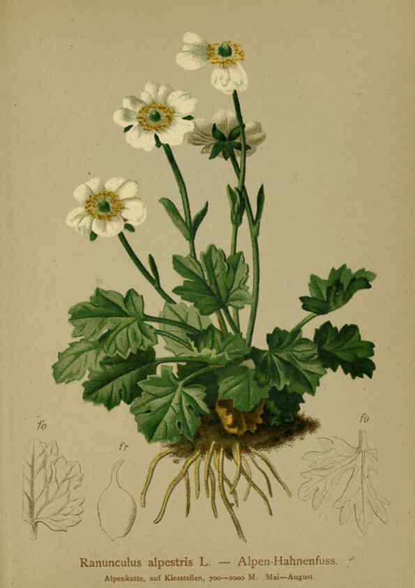 Reproducción/Reproduction 6311494963: Atlas der Alpenflora. v.1. Wien :Eigenthum und Verlag des Deutschen und Oesterr. Alpenvereins,1882