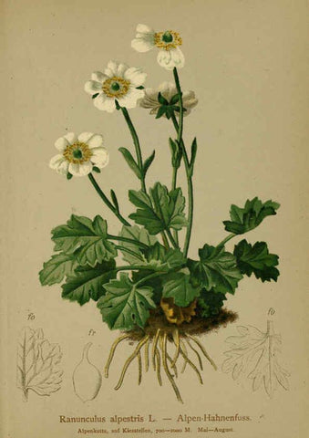 Reproducción/Reproduction 6311494963: Atlas der Alpenflora. v.1. Wien :Eigenthum und Verlag des Deutschen und Oesterr. Alpenvereins,1882