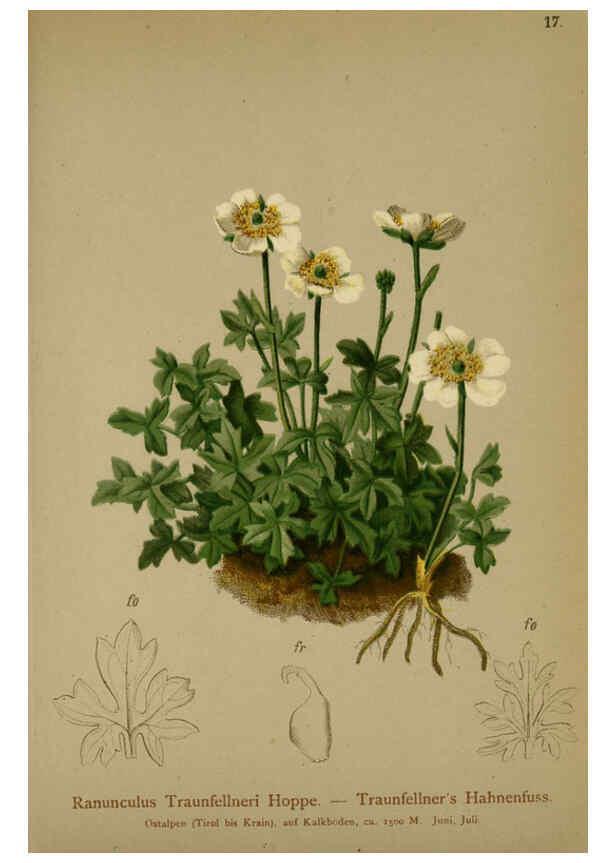 Reproducción/Reproduction 6311495097: Atlas der Alpenflora. v.1. Wien :Eigenthum und Verlag des Deutschen und Oesterr. Alpenvereins,1882