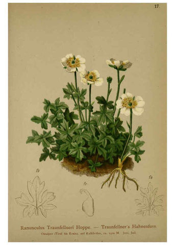 Reproducción/Reproduction 6311495097: Atlas der Alpenflora. v.1. Wien :Eigenthum und Verlag des Deutschen und Oesterr. Alpenvereins,1882