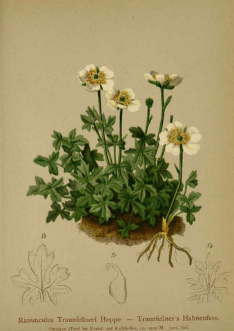 Reproducción/Reproduction 6311495097: Atlas der Alpenflora. v.1. Wien :Eigenthum und Verlag des Deutschen und Oesterr. Alpenvereins,1882