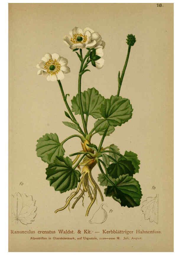 Reproducción/Reproduction 6312015372: Atlas der Alpenflora. v.1. Wien :Eigenthum und Verlag des Deutschen und Oesterr. Alpenvereins,1882