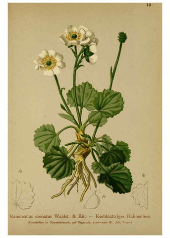 Reproducción/Reproduction 6312015372: Atlas der Alpenflora. v.1. Wien :Eigenthum und Verlag des Deutschen und Oesterr. Alpenvereins,1882
