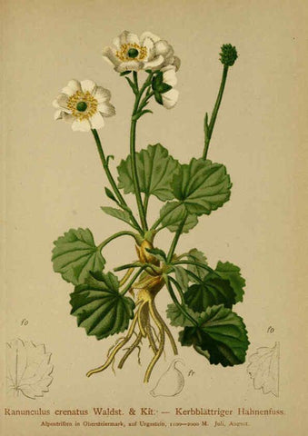 Reproducción/Reproduction 6312015372: Atlas der Alpenflora. v.1. Wien :Eigenthum und Verlag des Deutschen und Oesterr. Alpenvereins,1882