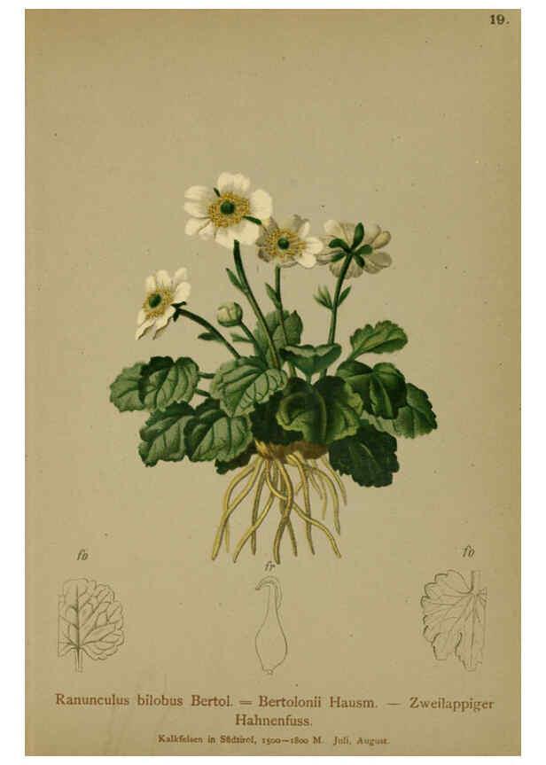 Reproducción/Reproduction 6312015496: Atlas der Alpenflora. v.1. Wien :Eigenthum und Verlag des Deutschen und Oesterr. Alpenvereins,1882